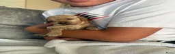 Cavapoo dogs for sale: 5 Beautiful f1Bb Cavapoo puppies 2 male 3 female  - Advert 14