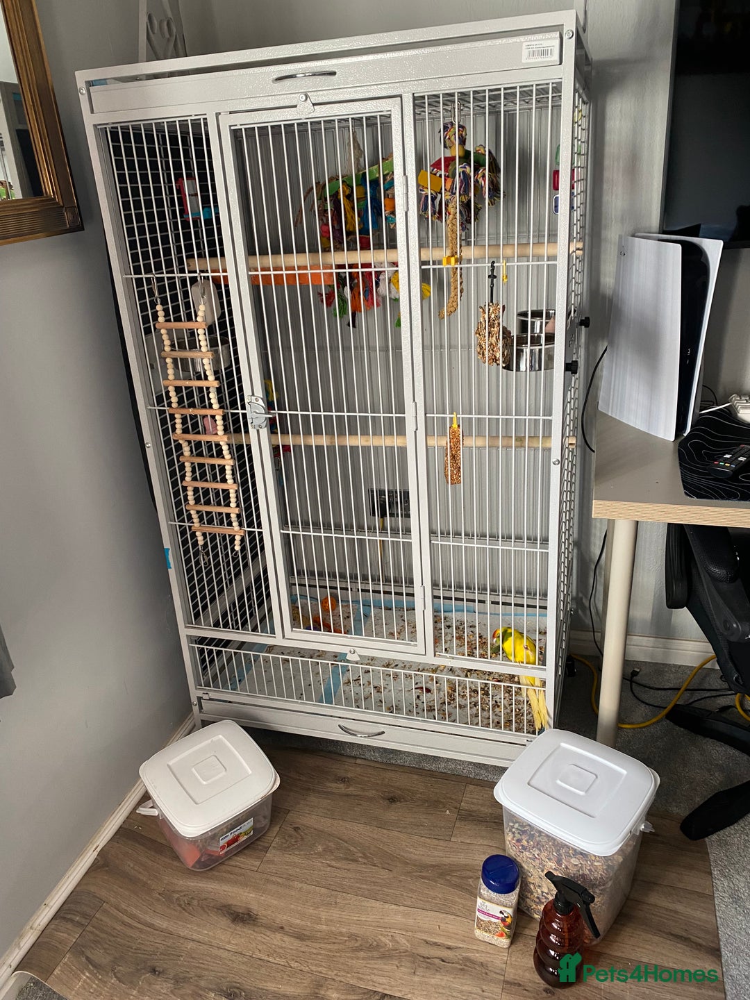 Parakeets birds for sale: Kakariki female ( kiwi) - Advert 6