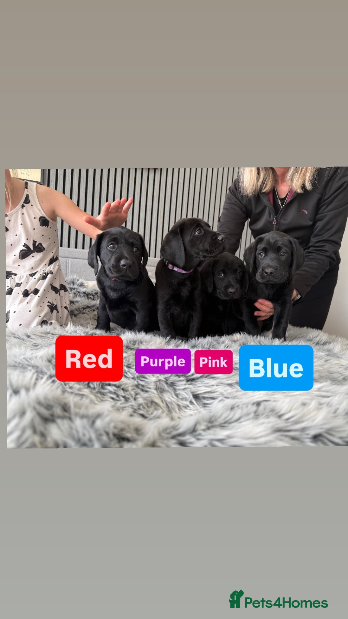 Labrador Retriever dogs KC Reg Black Labrador Puppies - Advert 1