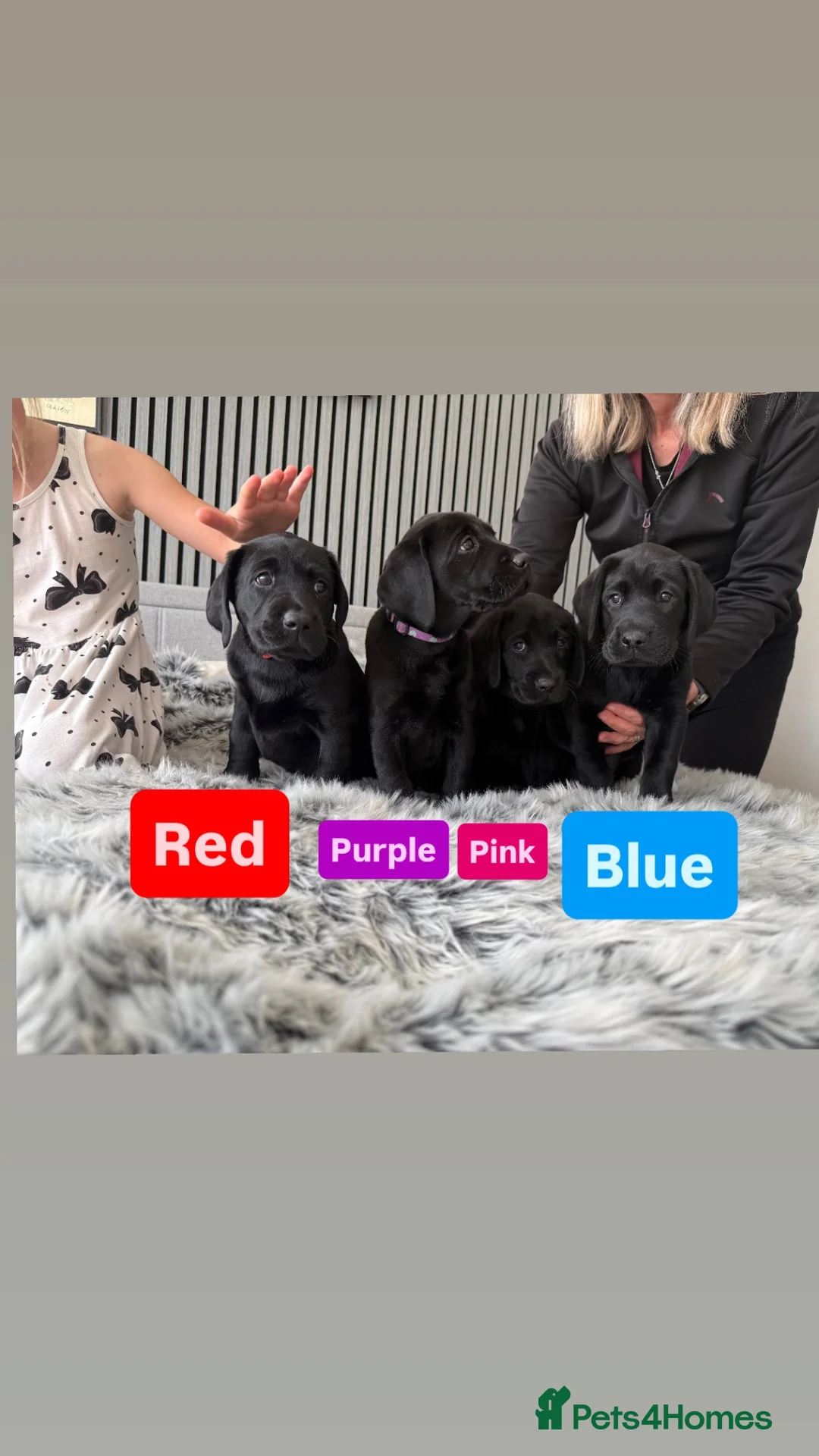 Labrador Retriever dogs for sale: KC Reg Black Labrador Puppies - Advert 1