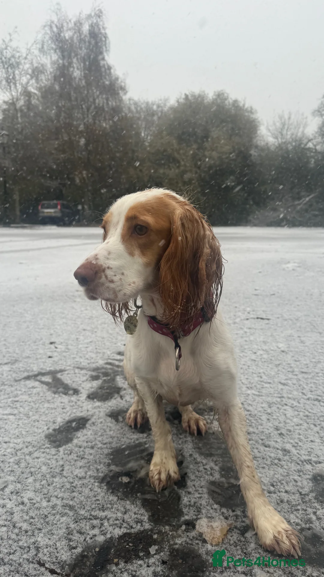 Cocker Spaniel dogs for sale: Rosie - 3 Year Old Cocker Spaniel.  - Advert 2