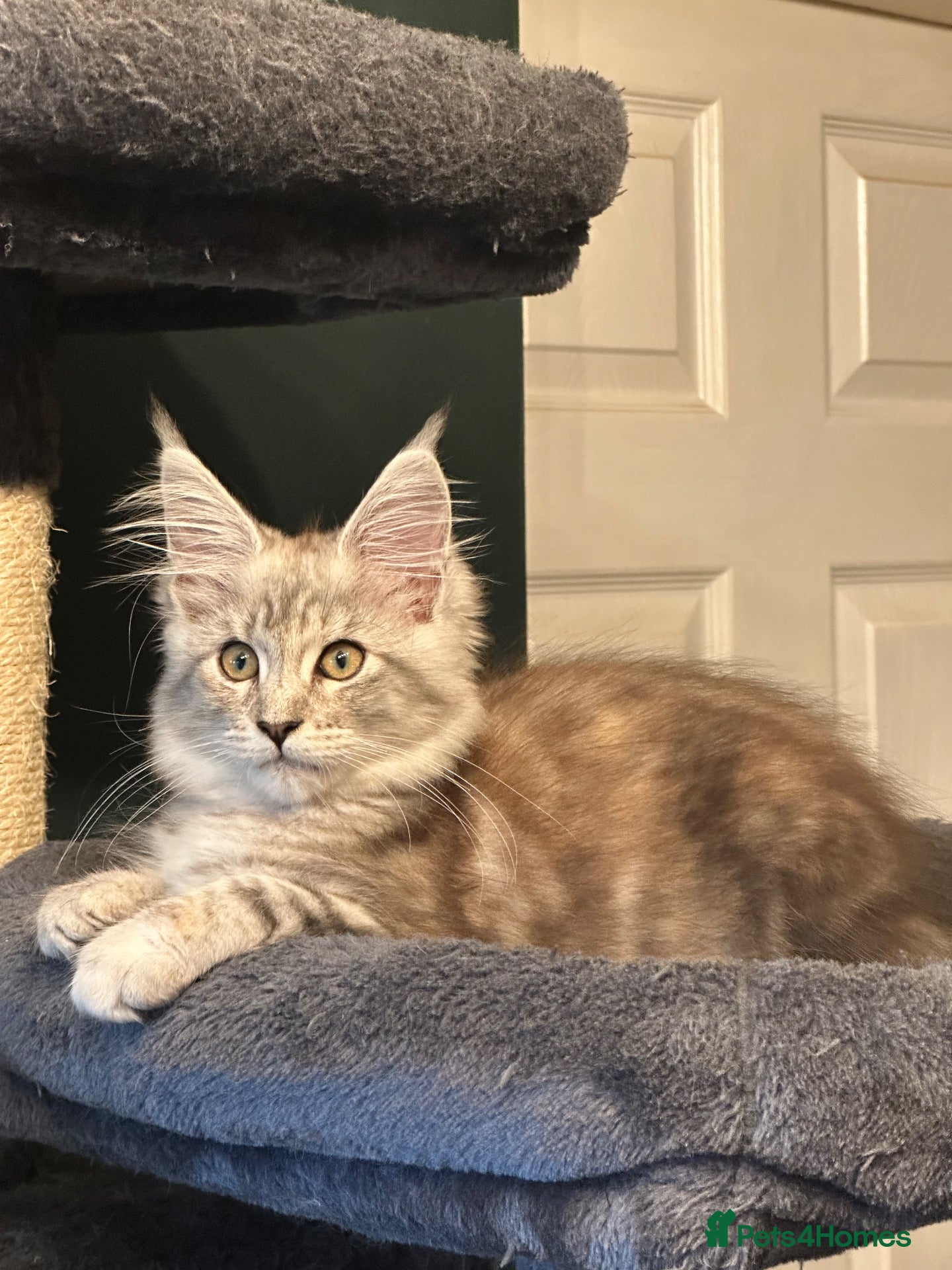 Maine Coon cats Beautiful Tica Active Registered kittens - Advert 4