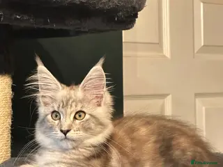 Maine Coon cats Beautiful Tica Active Registered kittens - Advert 4