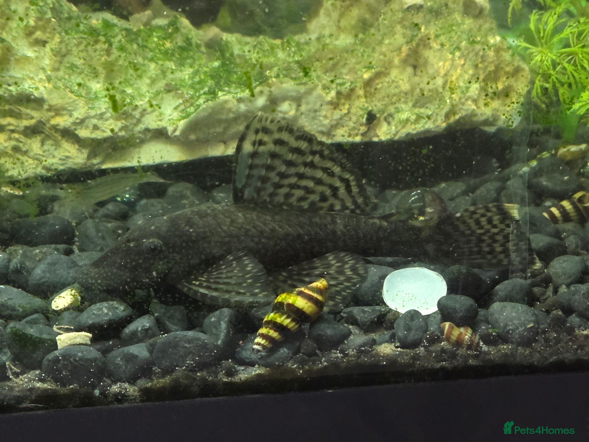 Plecos fish 🐟 COMMON BRISTLENOSE PLECOS AVAILABLE! 🐟 - Advert 3