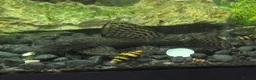 Plecos fish for sale: 🐟 COMMON BRISTLENOSE PLECOS AVAILABLE! 🐟 - Advert 1