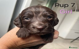 Cocker Spaniel dogs for sale: Cocker spaniel puppies  - Image 8