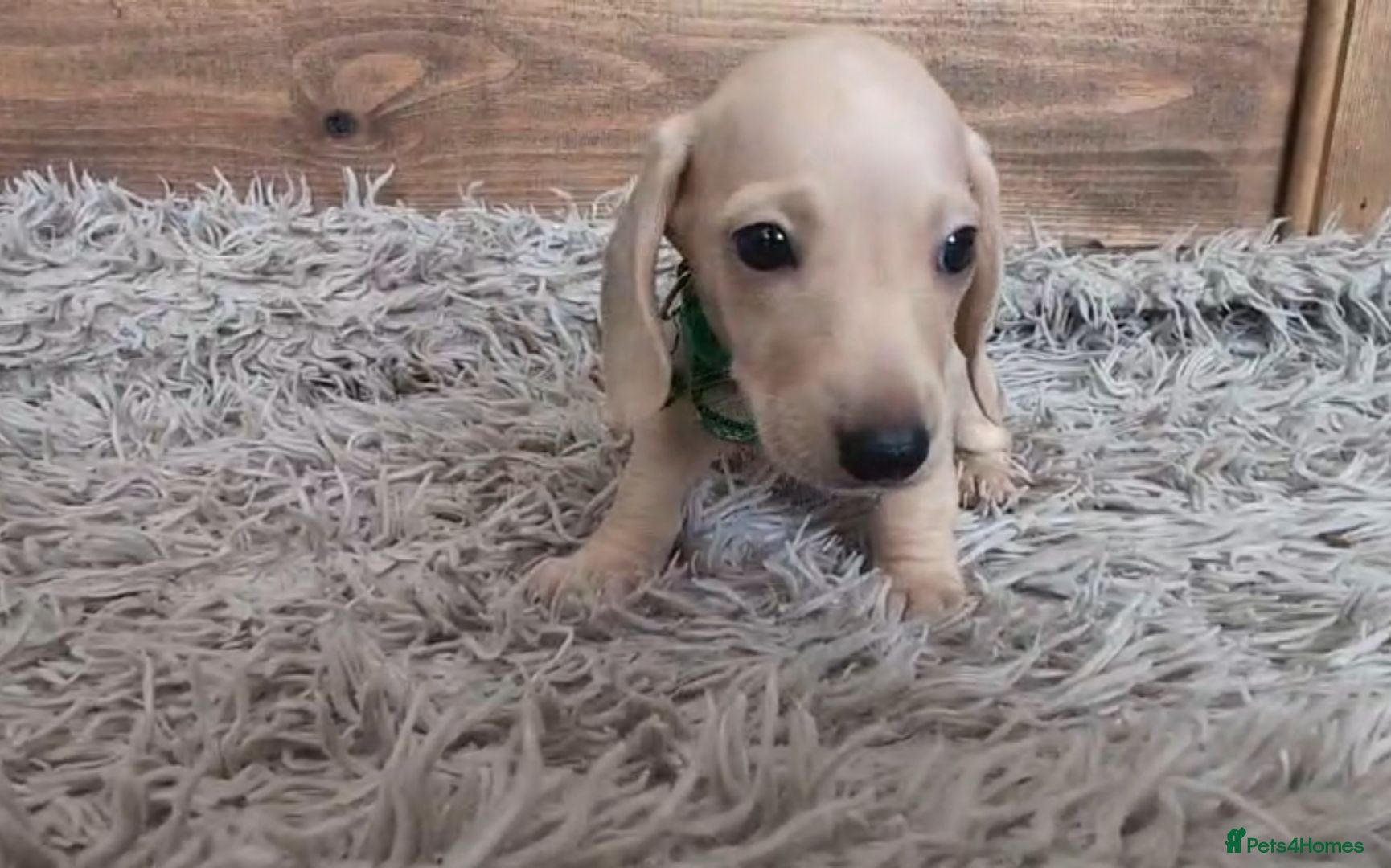 Miniature Dachshund dogs Cream Mini Dachshund Puppies KC Reg - Advert 2