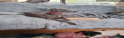 Italian Greyhound dogs for sale: Italian greyhound / whippet  - Advert 11