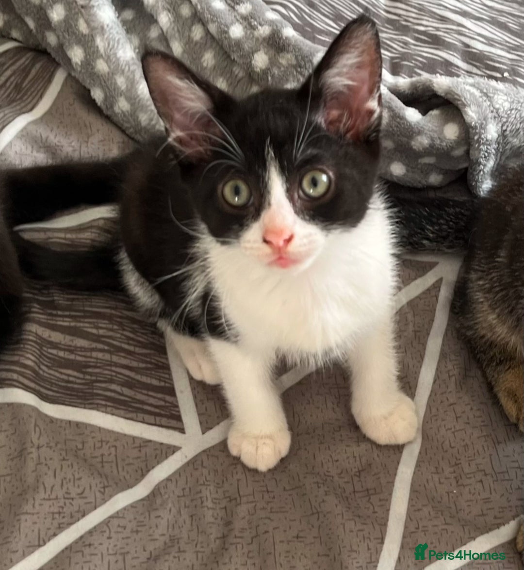 Mixed Breed cats for sale: Mum and son for sale  - Image 1