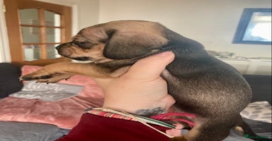 Mixed Breed dogs - Advert 13