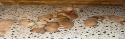 Labrador Retriever dogs for sale: Red and dark yellow KC labrador puppies  - Advert 7