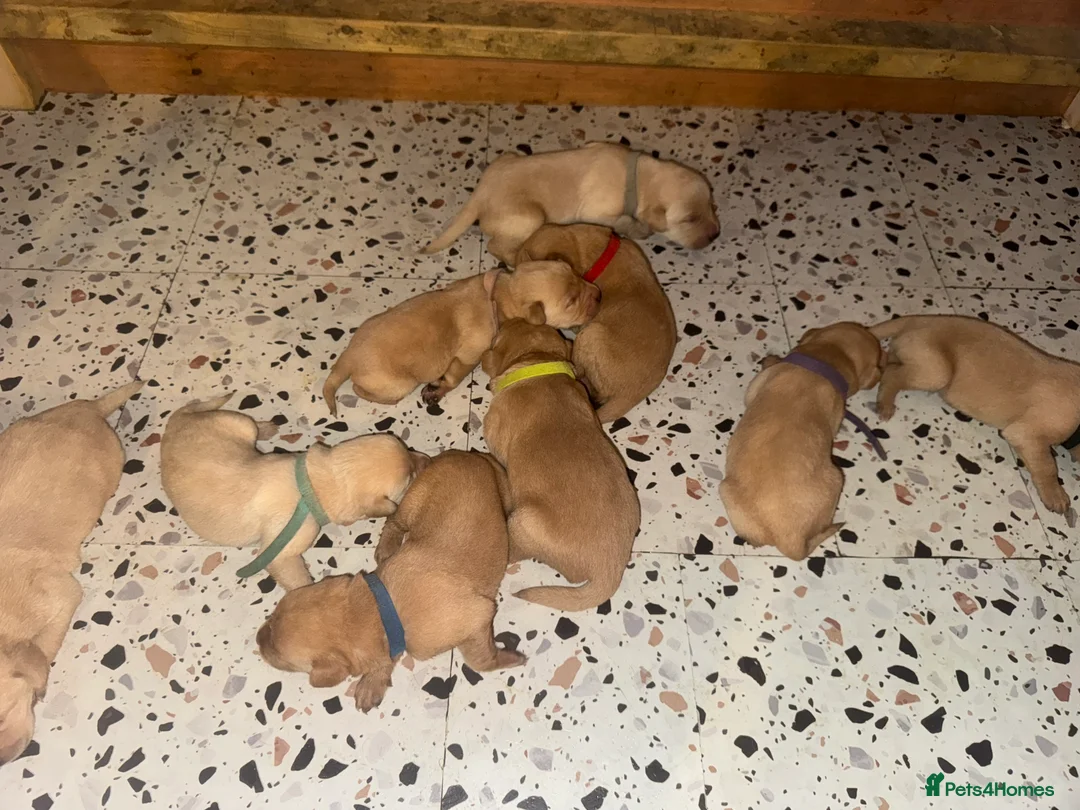 Labrador Retriever dogs for sale: Red and dark yellow KC labrador puppies  - Advert 7
