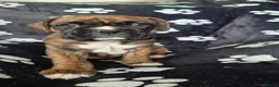 Boxer dogs for sale: Beautiful chunky boxer pups in Rotherham - Advert 11