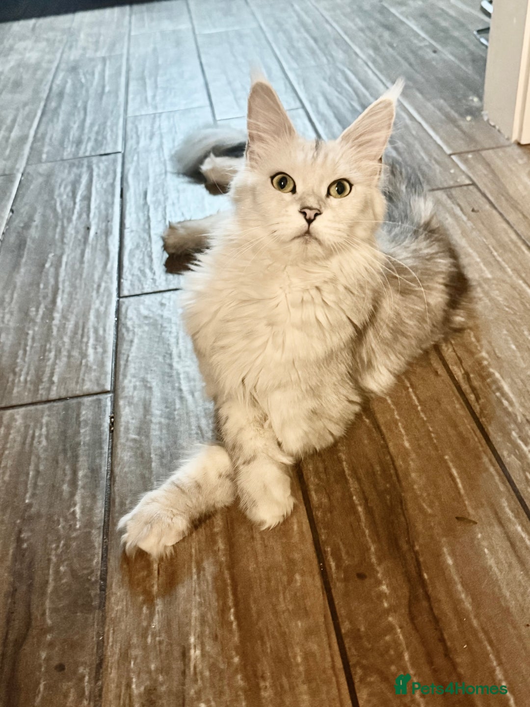 Maine Coon cats for sale: TICA  Mainecoone Black Silver Shaded UNIQUE ❤️🏅🏅 - Advert 1