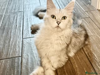 Maine Coon cats TICA Beautiful Mainecoone Black Silver Shaded - Advert 2