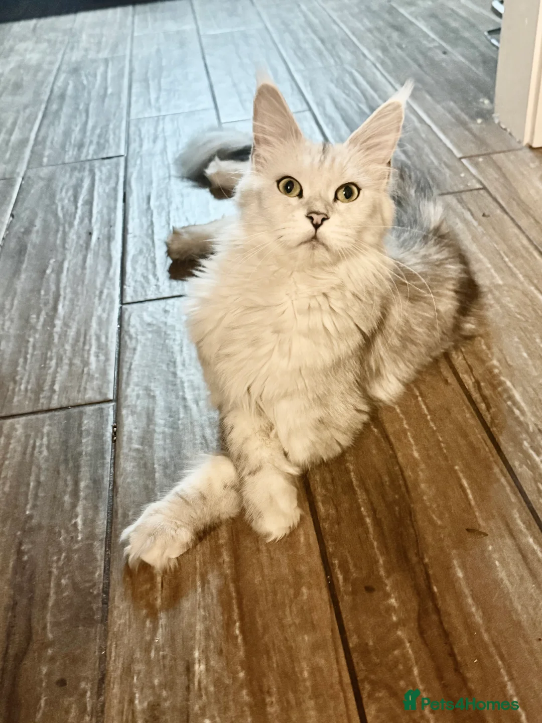 Maine Coon cats for sale: TICA  Mainecoone Black Silver Shaded UNIQUE ❤️🏅🏅 - Advert 8