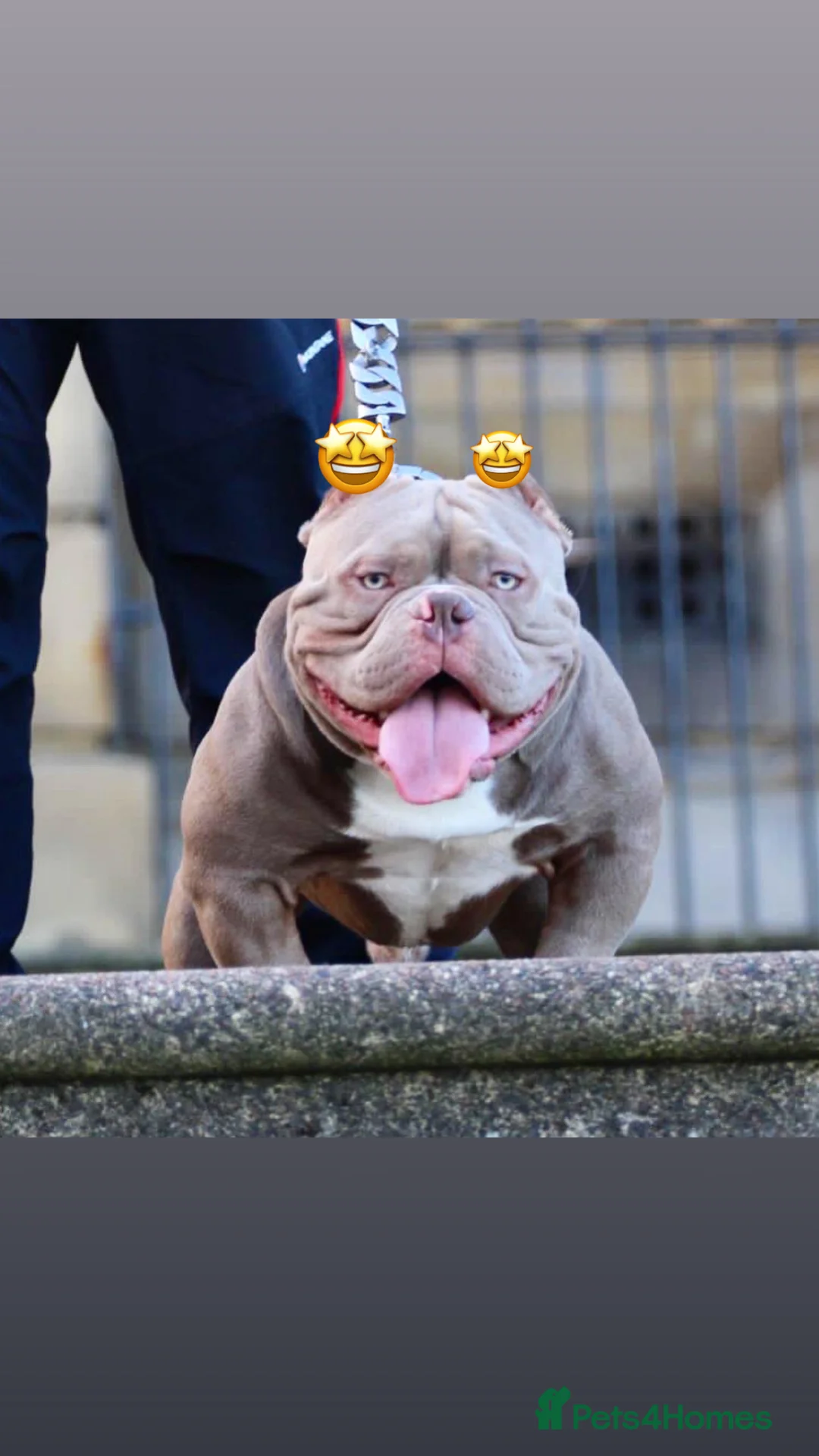 American Bully dogs for stud: Micro exotic open for stud  in Wirral - Advert 3