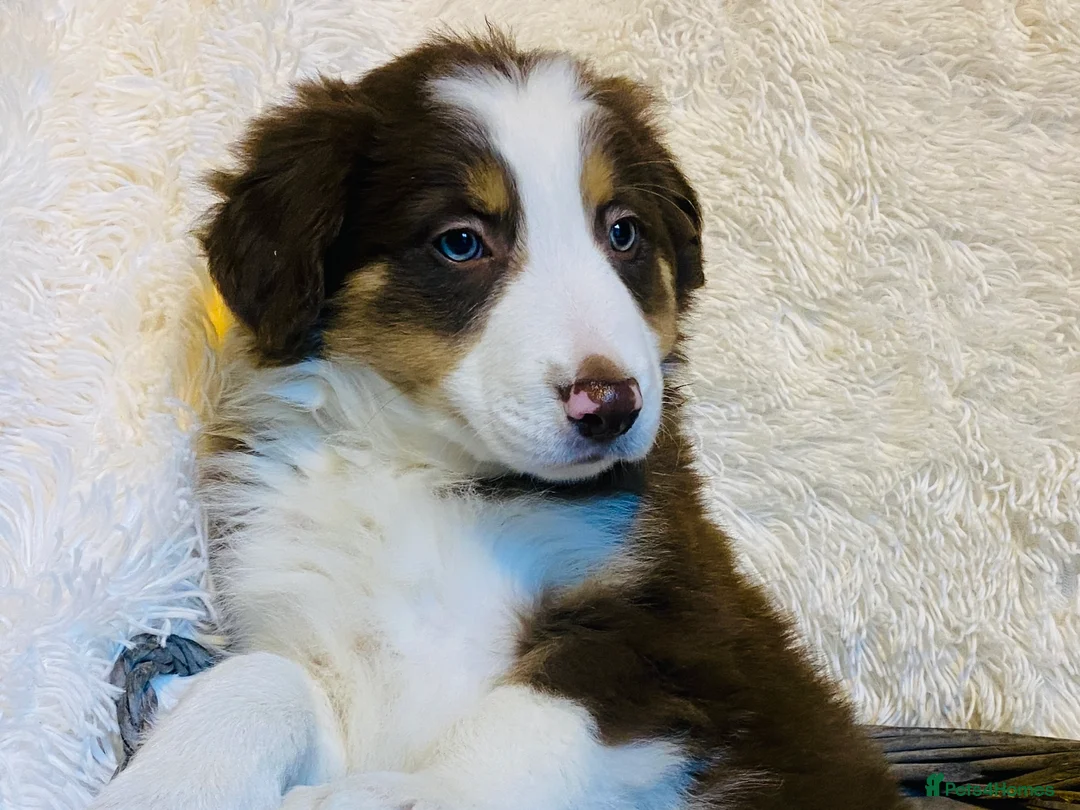 Border Collie dogs for sale: Border Collie Puppies | Health Tested Parents - Advert 5