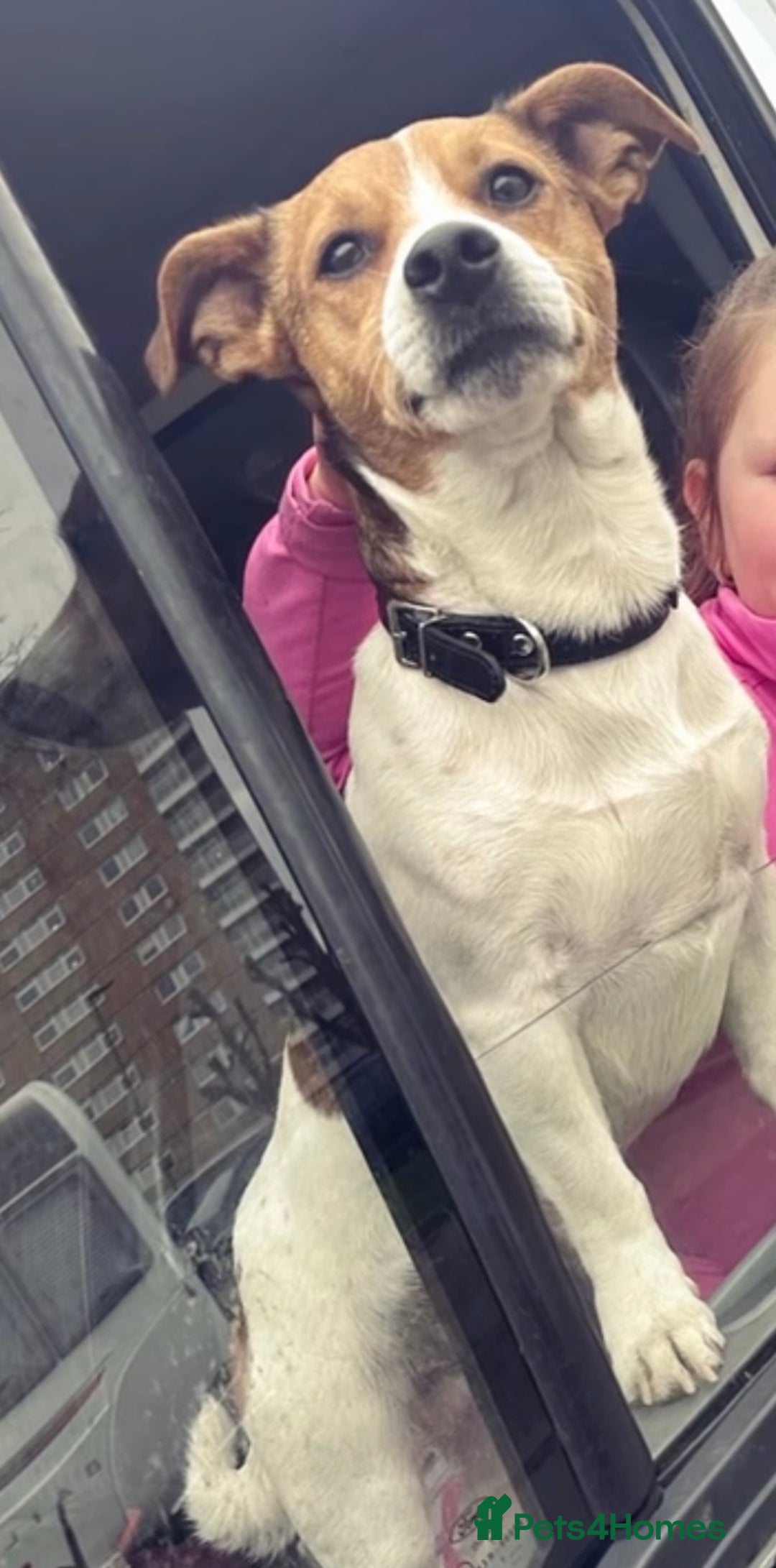 Jack Russell dogs for stud: Stunning jack Russel for stud  - Advert 3