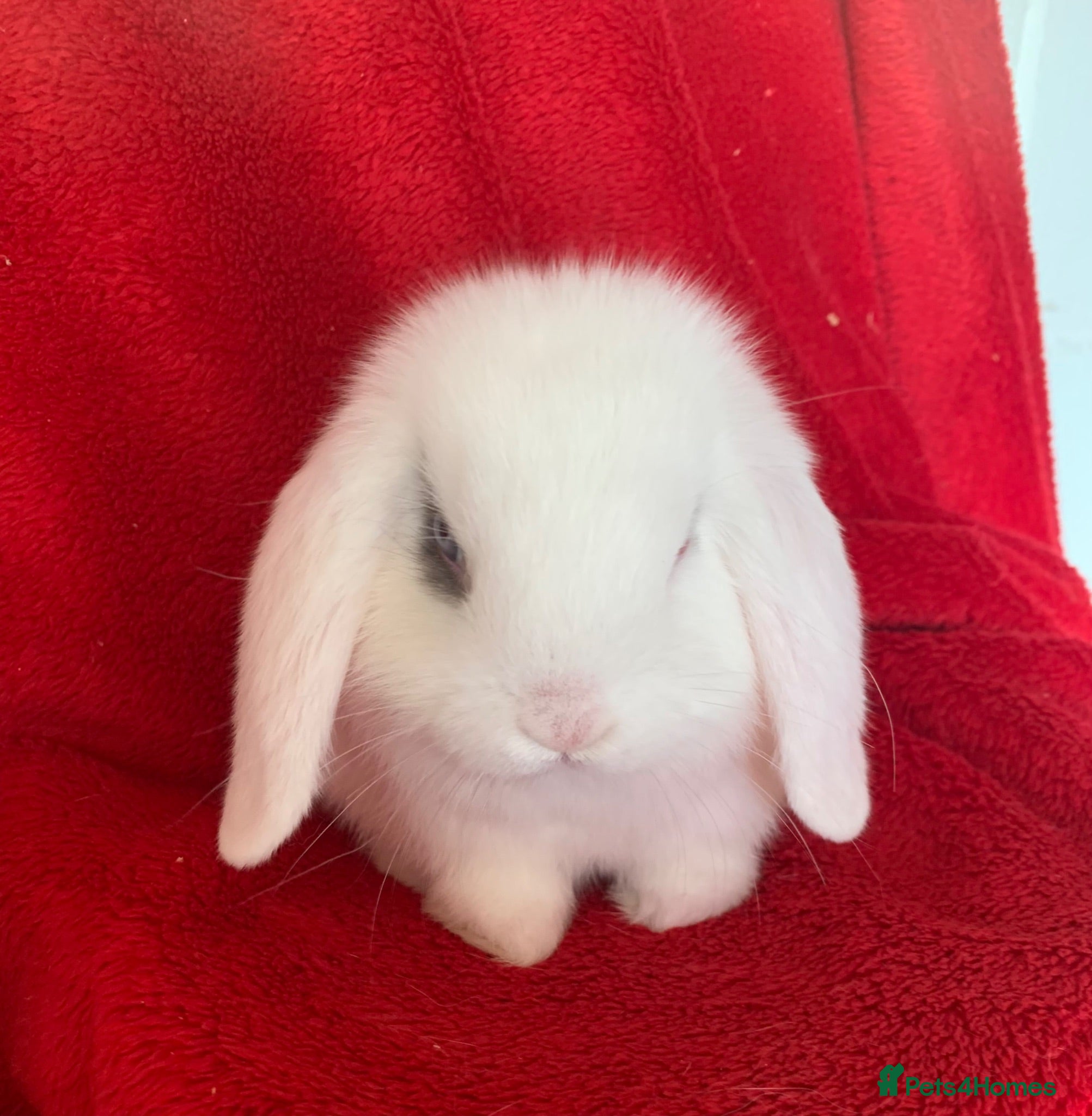 Mini Lop rabbits Beautiful Pure Mini Lop Rabbit - Advert 1