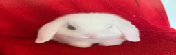Mini Lop rabbits for sale: Beautiful Pure Mini Lop Rabbit - Advert 1