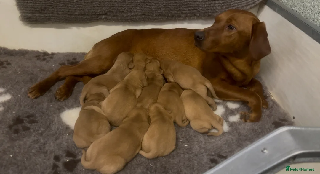 Labrador Retriever dogs for sale: KC Reg Dark Fox Red Labrador Puppies Health Tested - Advert 4