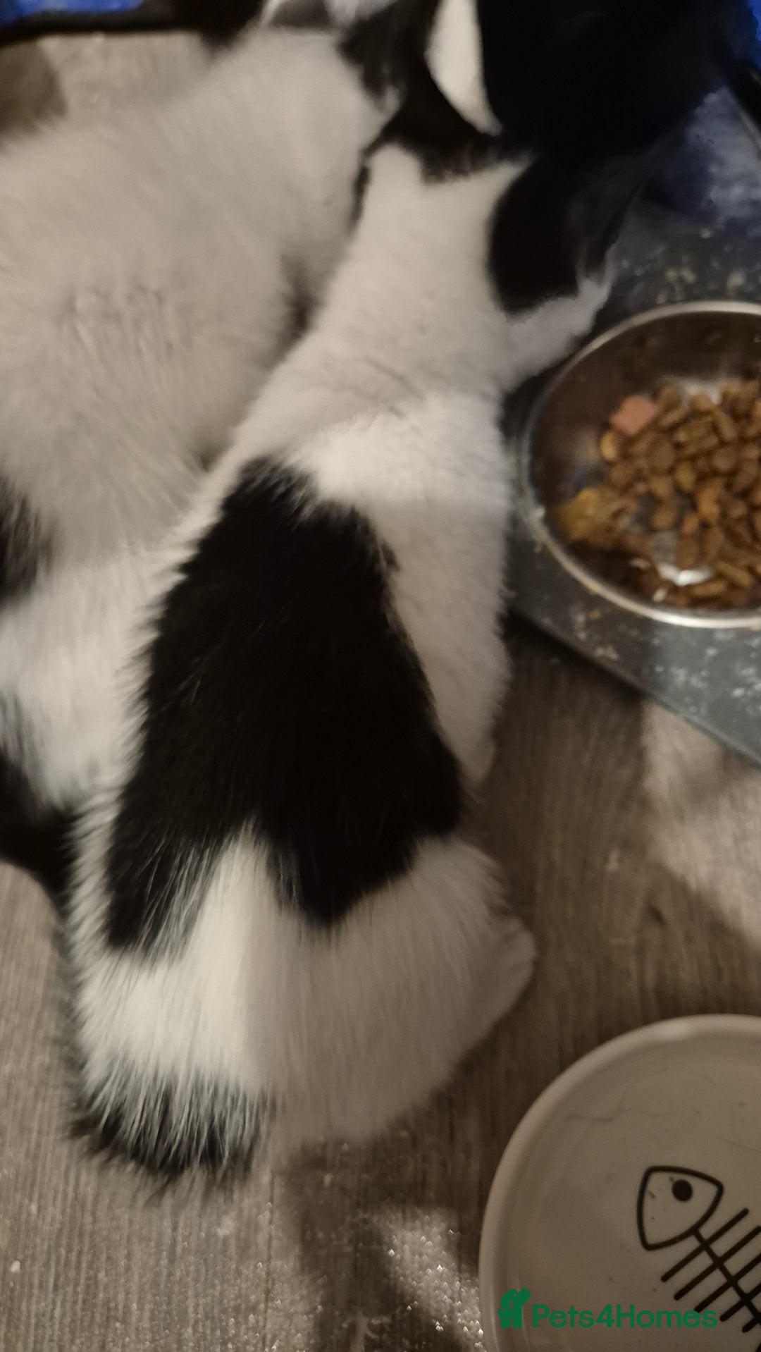 Mixed Breed cats for sale: 2 female kittens available and ready to leave  - Advert 19