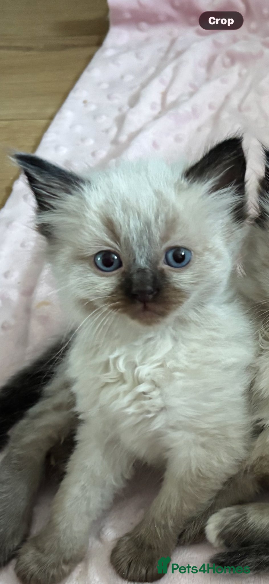 Ragdoll cats Stunning seal ragdoll male ready soon  - Advert 6