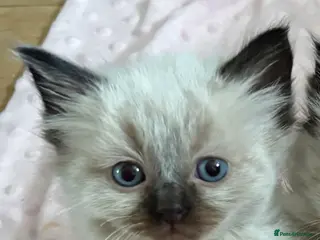 Ragdoll cats Stunning seal ragdoll male ready soon - Advert 6