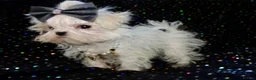 Maltese dogs for sale: ****Exquisite KC Registered Maltese Boy Puppy****  - Advert 18