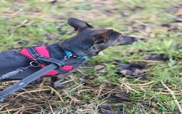 Mixed Breed dogs for adoption: 💖🐶 BUNIA 🐶💖 - Image 7