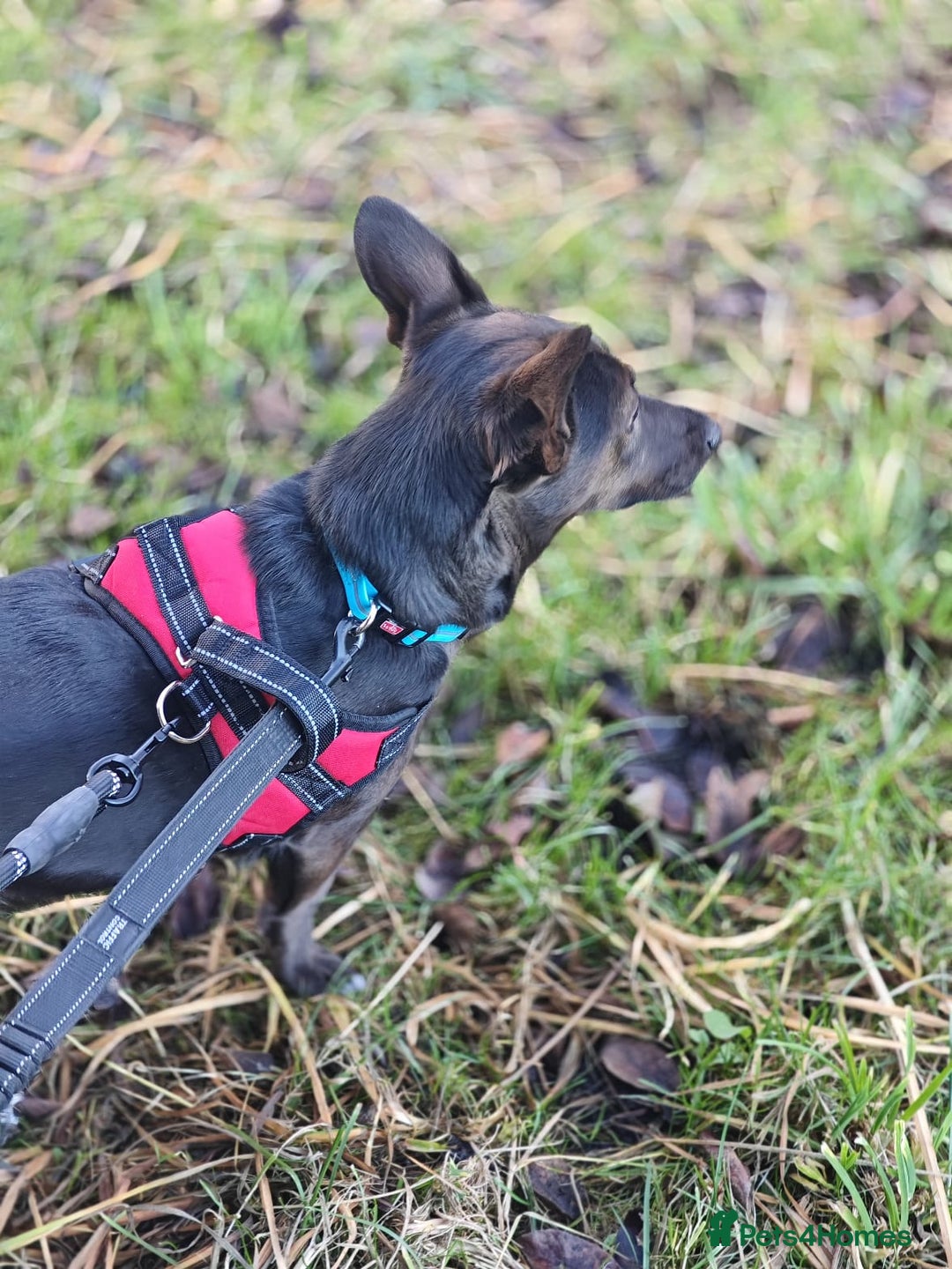 Mixed Breed dogs for adoption: 💖🐶 BUNIA 🐶💖 - Image 7