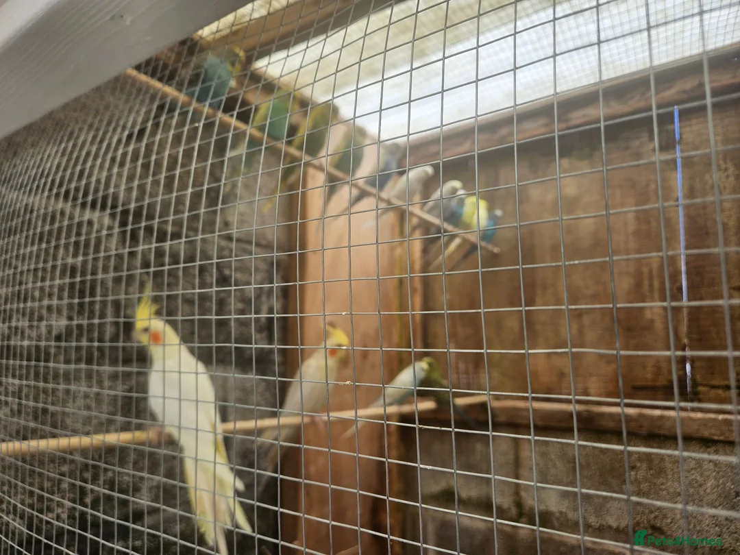 Budgerigars birds for sale: Budgies for sale in Bristol - Advert 1