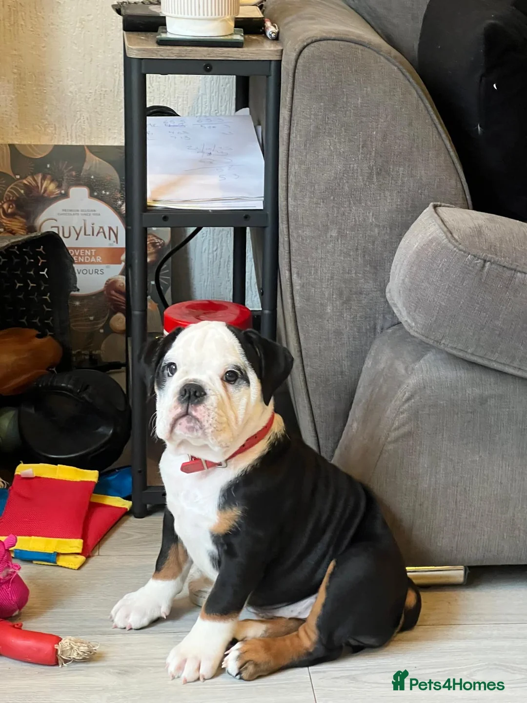 English Bulldog dogs for sale: Gorgeous English bulldog puppy NEBBR REGISTERD - Advert 27
