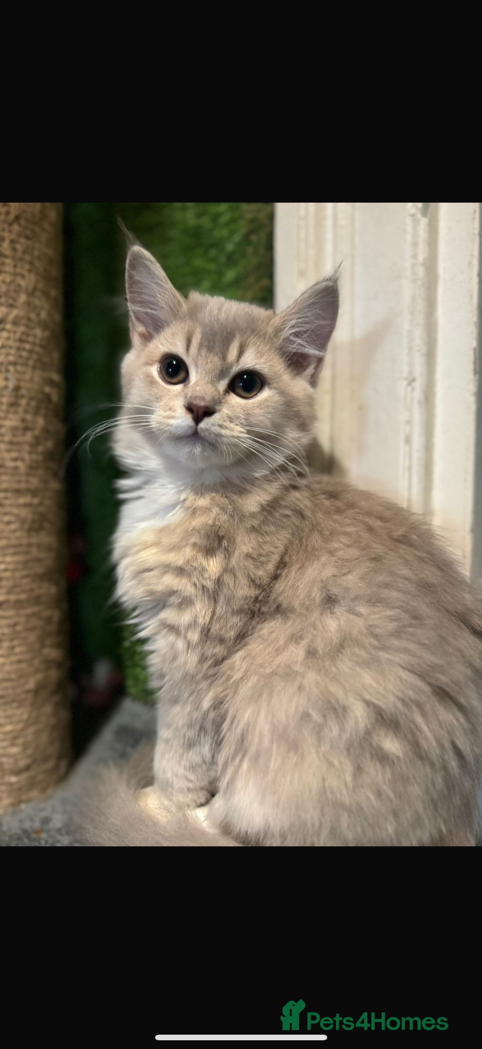 Mixed Breed cats Adorable litter of fluffy kittens  - Advert 1