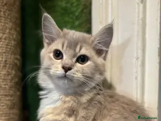 Mixed Breed cats Adorable litter of fluffy kittens - Advert 1