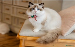 Ragdoll cats for sale: Cuddly Companion Ragdolls!! - Image 6