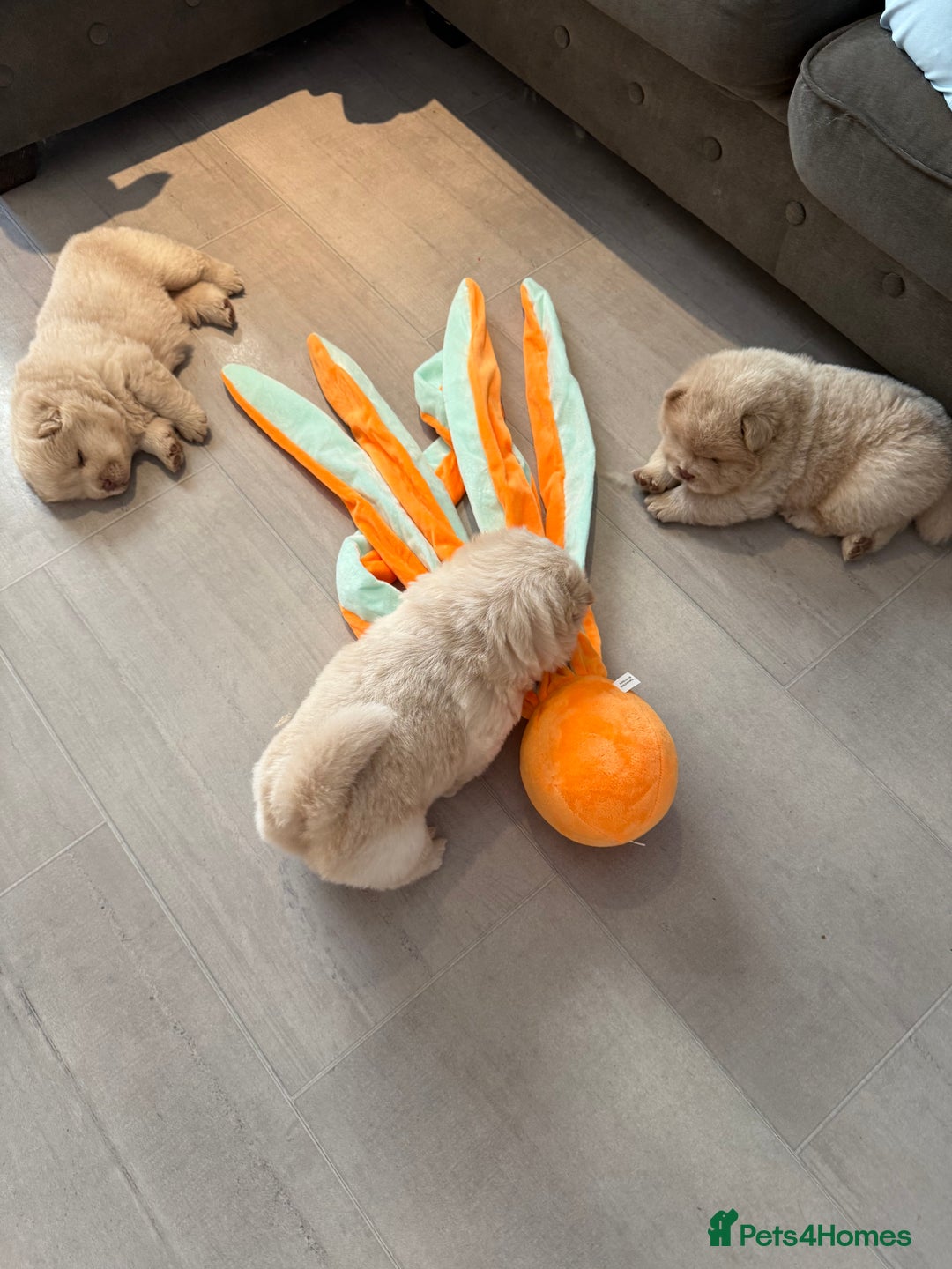 Chow Chow dogs for sale: 🔥 UK best Lilac platinum 🧸 chow chows KC  - Image 5