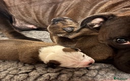 Staffordshire Bull Terrier dogs for sale: KC Staffordshire Bull Terrier - Image 16