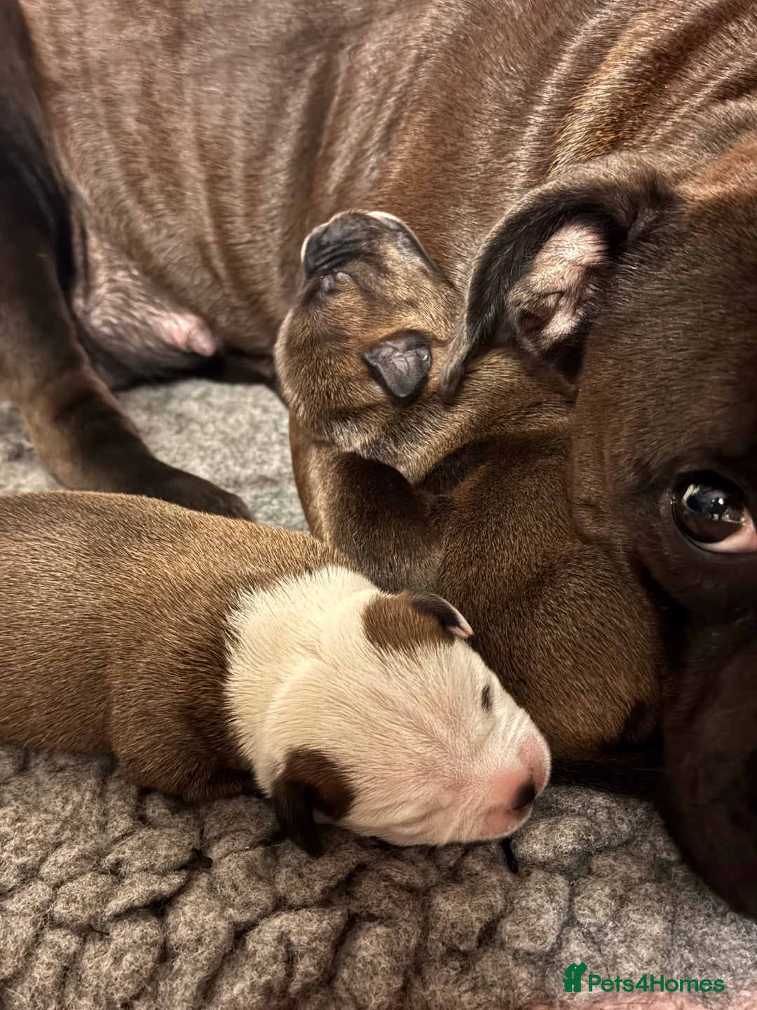 Staffordshire Bull Terrier dogs for sale: KC Staffordshire Bull Terrier - Image 16
