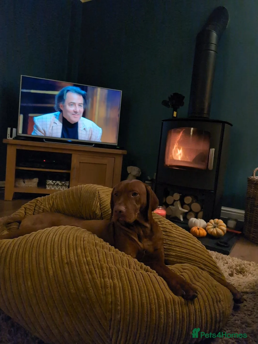 Hungarian Vizsla dogs for sale: Hungarian Visla  - Advert 2