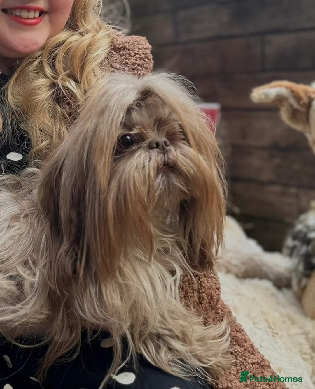 Shih Tzu dogs for stud: KC CHOCOLATE IMPERIAL SHIH TZU STUD (Proven)  - Advert 1