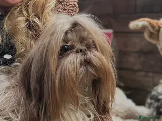 Shih Tzu dogs KC CHOCOLATE IMPERIAL SHIH TZU STUD (Proven) - Advert 2