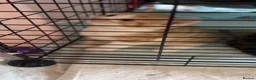 Mixed Breed cats for sale: Need a loving home to mixed breed kittens in Preston - Advert 8