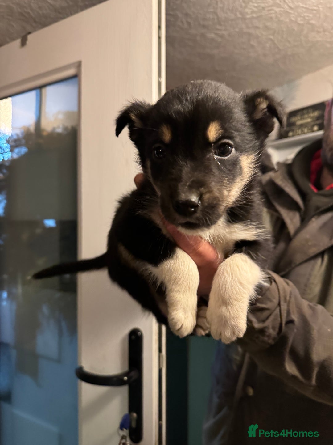 Border Collie dogs for sale: Collie pups - Advert 8