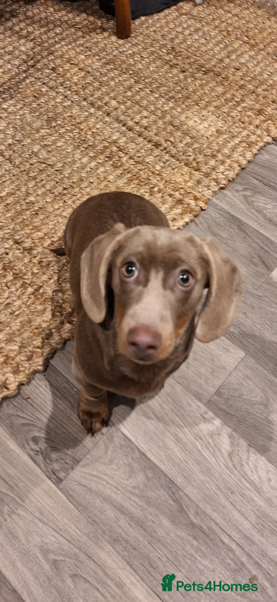Miniature Dachshund dogs for sale: Isabella and Tan male miniature Dachshund  - Advert 2