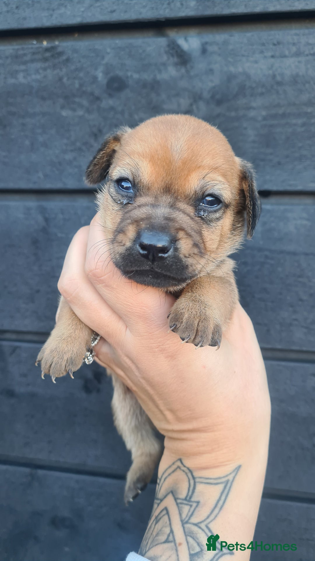 Mixed Breed dogs for sale: Patterjack x daxies pups available  - Advert 4