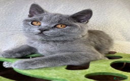 British Shorthair cats for sale: Adorable British Shorthair Kittens — READY TO GO! - Advert 13