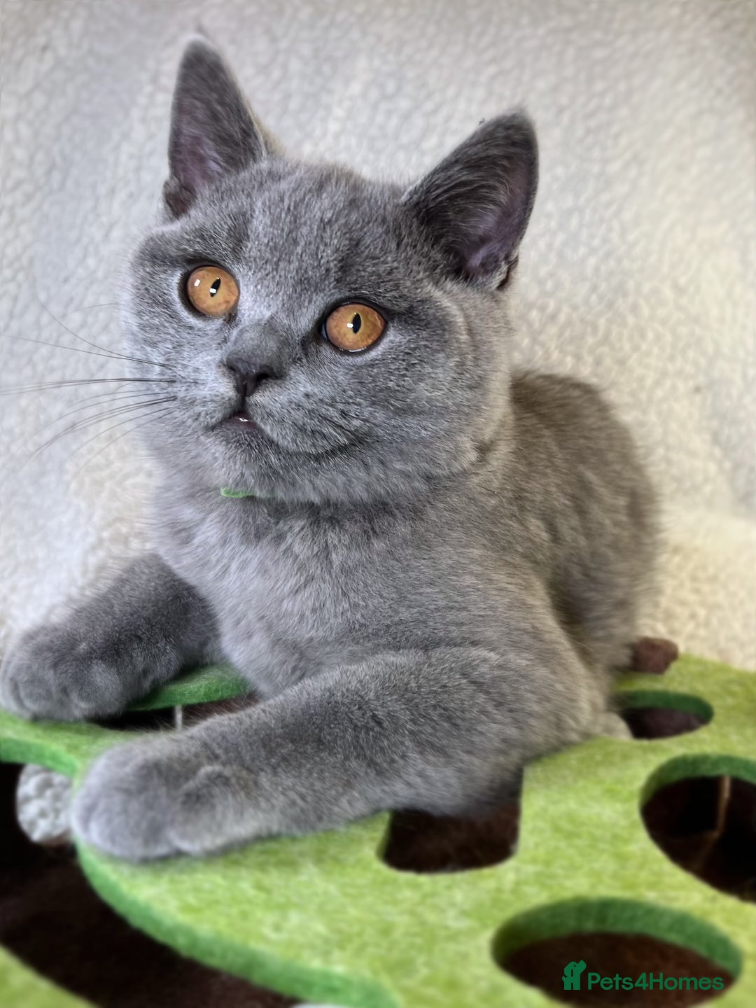 British Shorthair cats for sale: Adorable British Shorthair Kittens — READY TO GO! - Advert 13