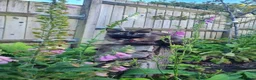 Mixed Breed cats for sale: 3 cute cuddly kittens for sale - Advert 7